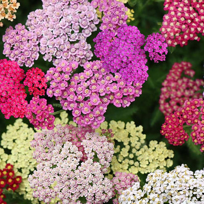 Close-up of colorful Achillea Millefolium flowers including pink, purple, and white.