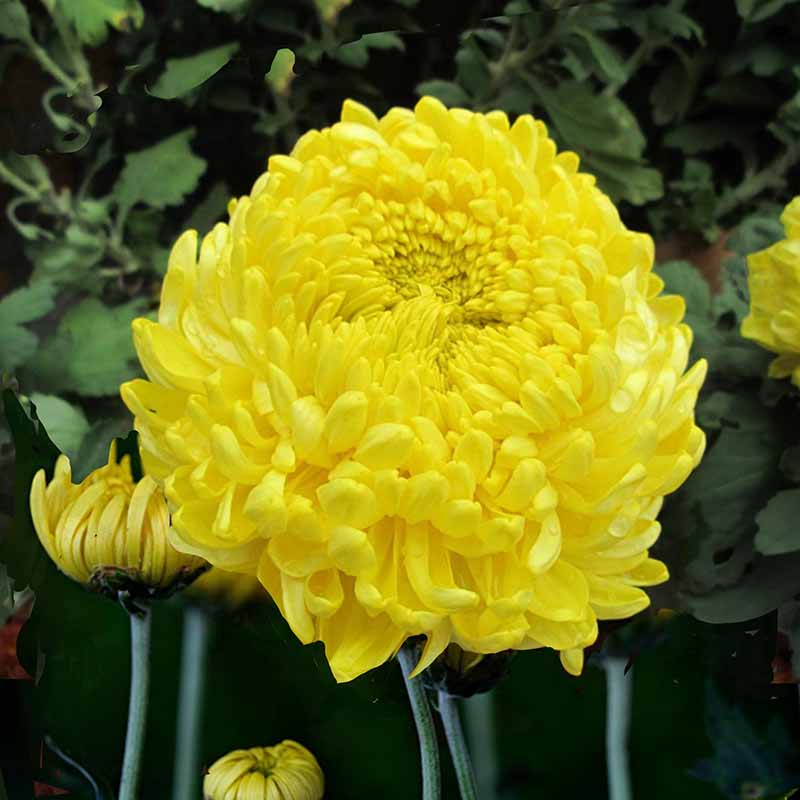Close-up of a bright yellow Aster Paeony Duchess flower with green leaves in the background.