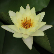 Load image into Gallery viewer, lotus flower - Gardening Plants And Flowers
