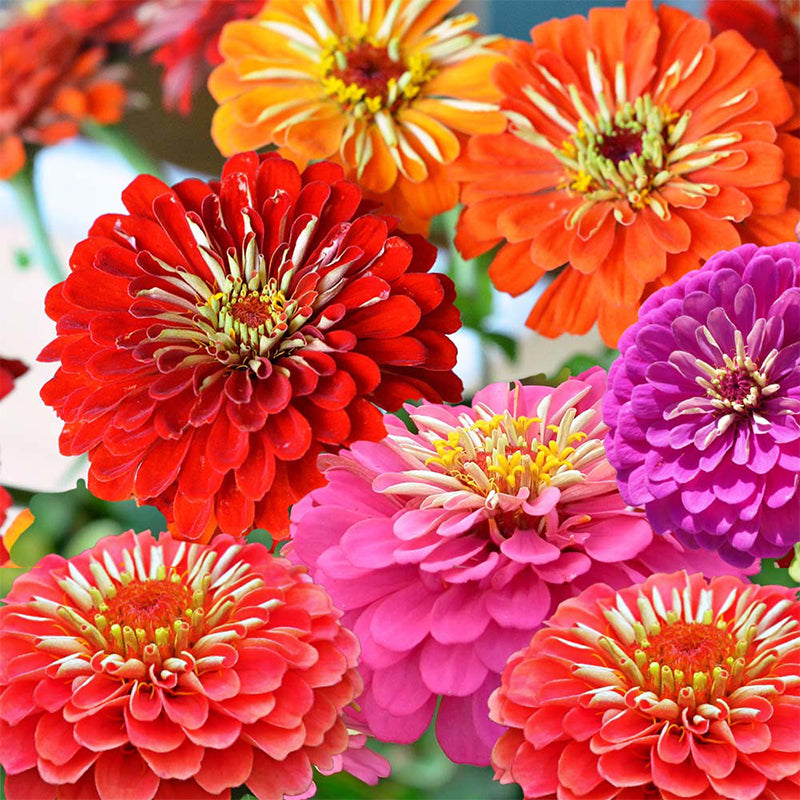 zinnia elegans - Gardening Plants And Flowers