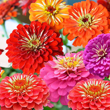 Load image into Gallery viewer, zinnia elegans - Gardening Plants And Flowers
