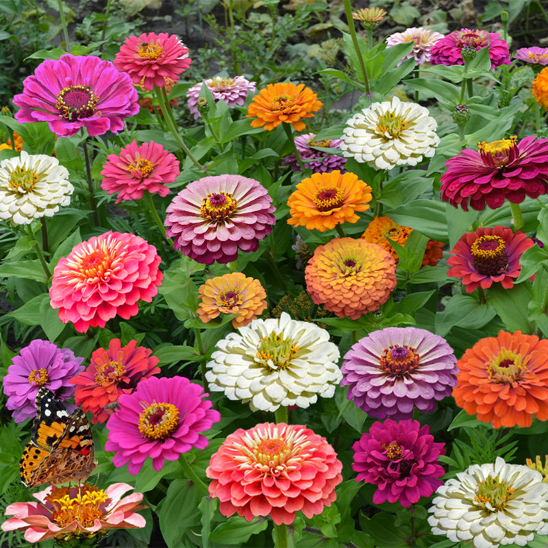 zinnia california giant  - Gardening Plants And Flowers