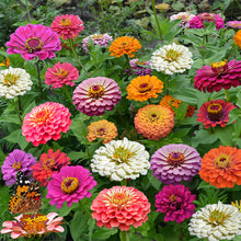 Load image into Gallery viewer, zinnia california giant  - Gardening Plants And Flowers