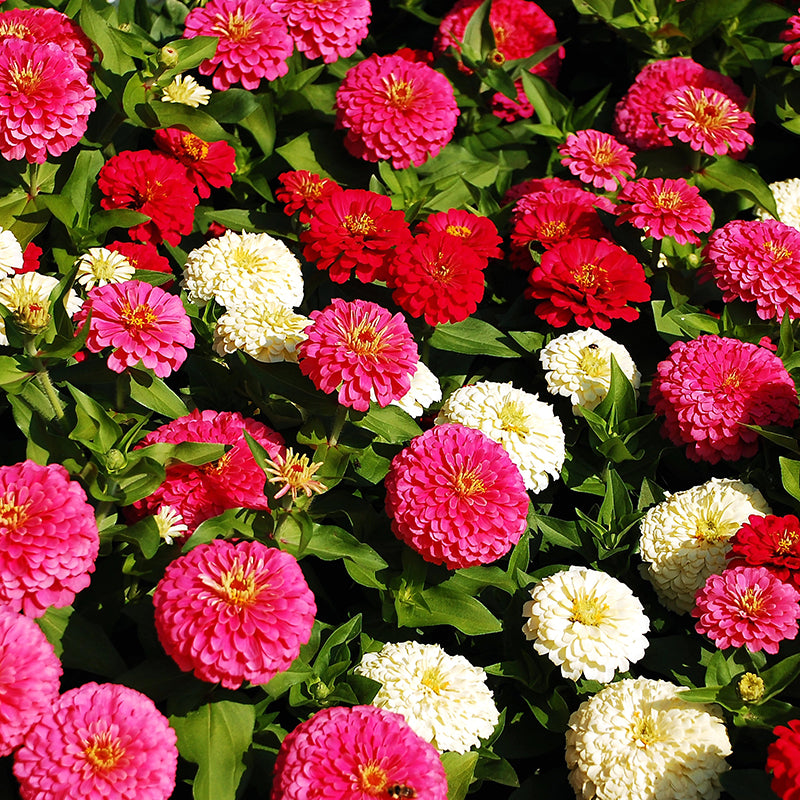 zinnia elegans flowers - Gardening Plants And Flowers