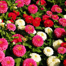 Load image into Gallery viewer, zinnia elegans - Gardening Plants And Flowers