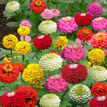 Load image into Gallery viewer, zinnia elegans lilliput - Gardening Plants And Flowers