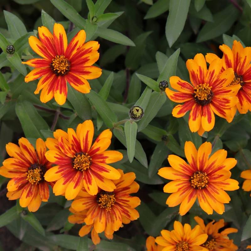 Close-up of bright orange zinnia flowers with red centers on a green leafy background