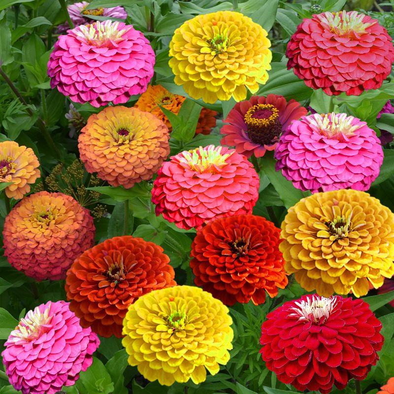 Zinnia Oklahoma - Gardening Plants And Flowers