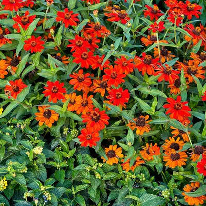 Close-up of red and orange Zinnia flowers with green leaves