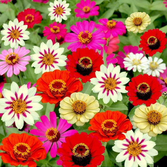Colorful Zinnia Zahara flowers including red, pink, white, and yellow in a close-up shot.