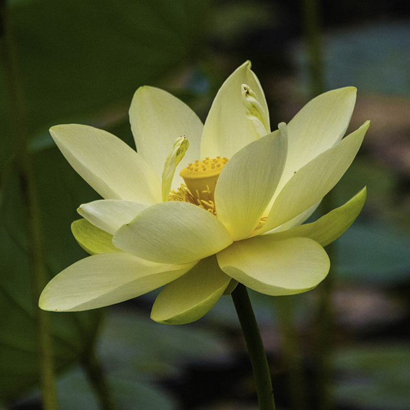 nelumbo lutea - Gardening Plants And Flowers