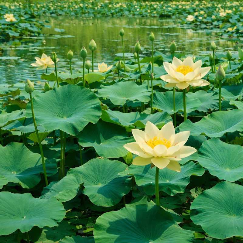 American Lotus flowers with green leaves on a pond.
