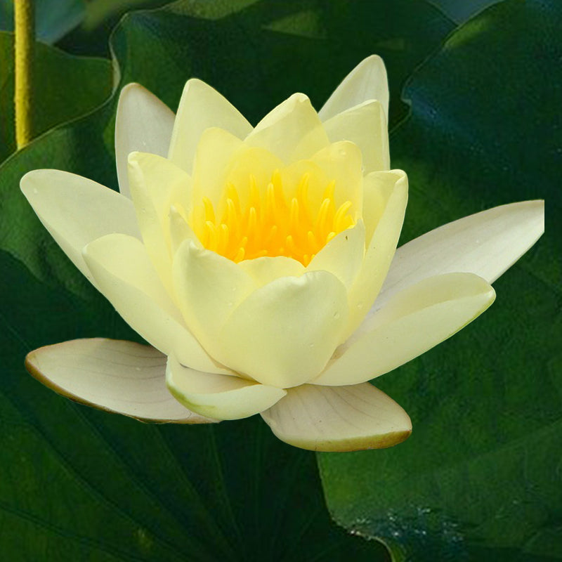 american lotus - Gardening Plants And Flowers