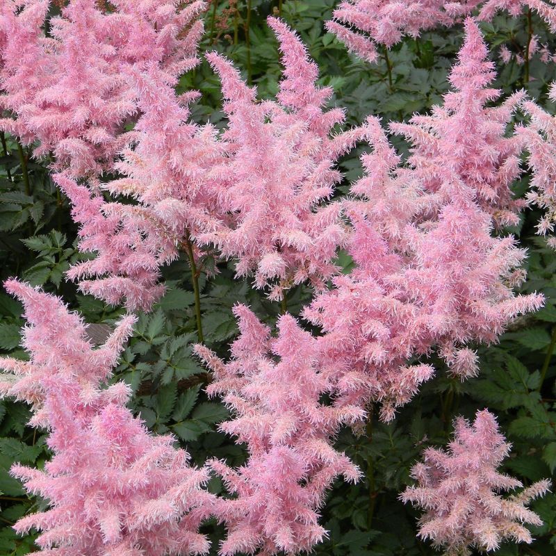 false spirea astilbe - Gardening Plants And Flowers