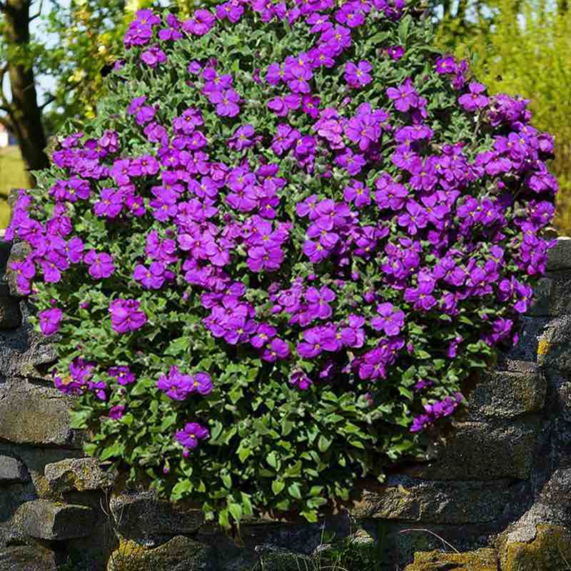 purple aubrieta rock cress - Gardening Plants And Flowers