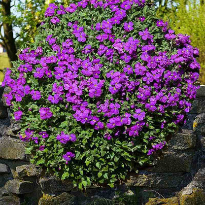purple aubrieta rock cress - Gardening Plants And Flowers