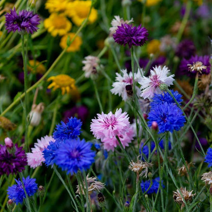 Colorful mix of wildflowers including blue cornflowers, pink bachelor's buttons, and yellow daisies.