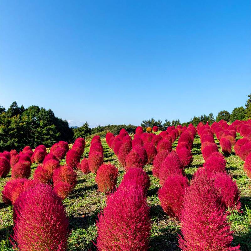 kochia plant indoor or outdoor Burning Bush Seeds