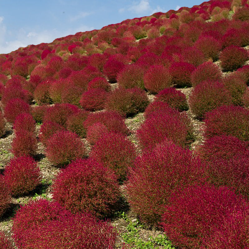 kochia trichophylla - Gardening Plants And Flowers