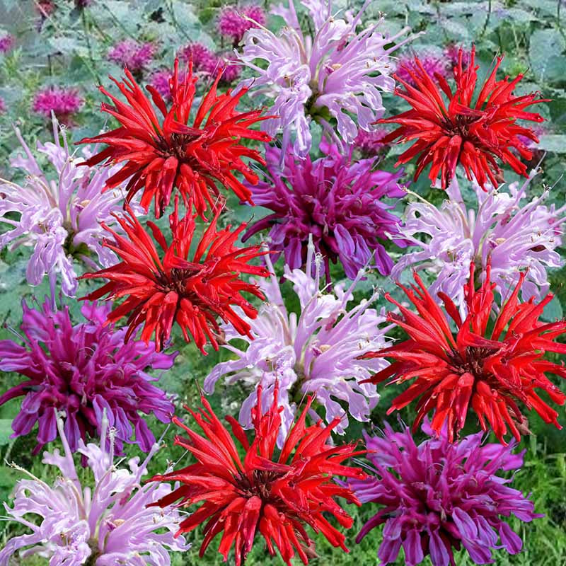 Colorful bee balm flowers in red, purple, and pink on a green background