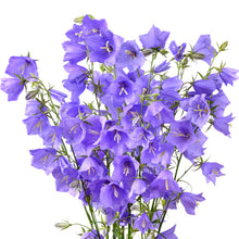 Load image into Gallery viewer, campanula - Gardening Plants And Flowers