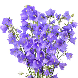 campanula - Gardening Plants And Flowers