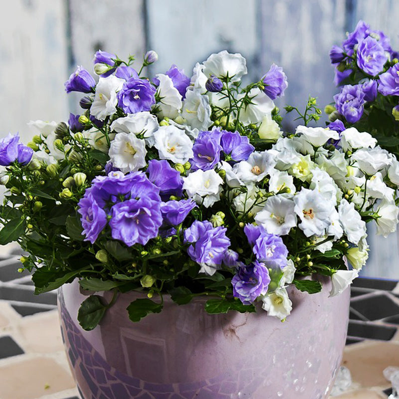 campanula bellflowers - Gardening Plants And Flowers