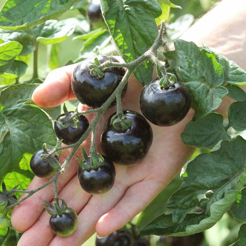 Hand holding a branch with dark green tomatoes amidst green leaves