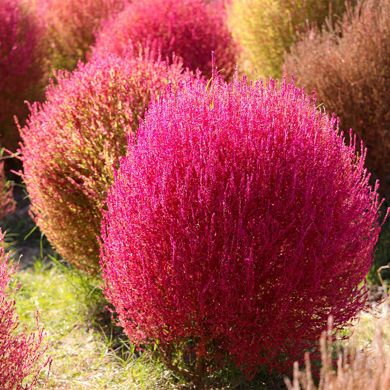 burning bush - Gardening Plants And Flowers