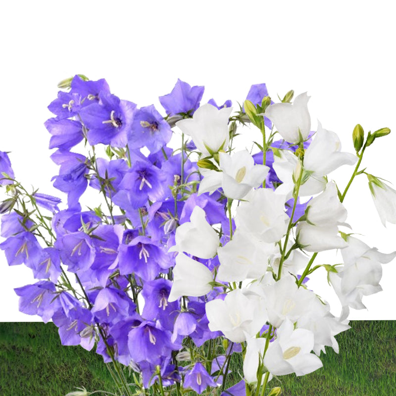 bellflowers - Gardening Plants and Flowers