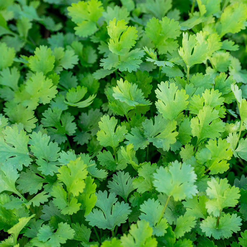 cilantro - Gardening Plants And Flowers