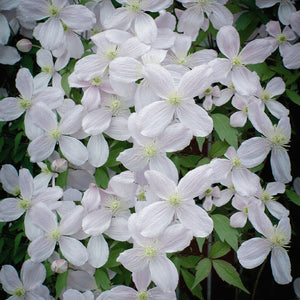 clematis white - Gardening Plants And Flowers