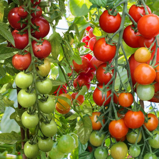 large cherry tomatoes in various stages of ripeness on a vine