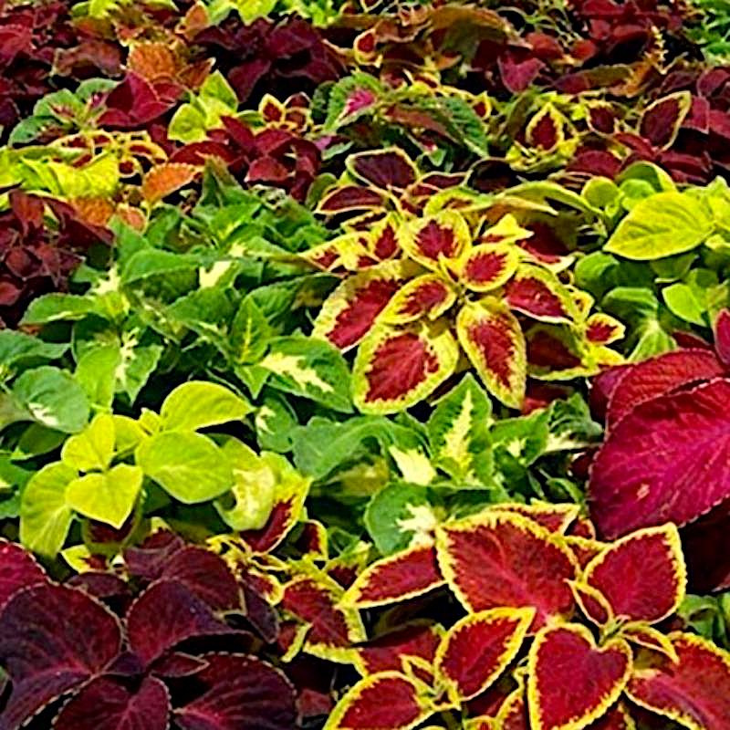 coleus plant - Gardening Plants And Flowers