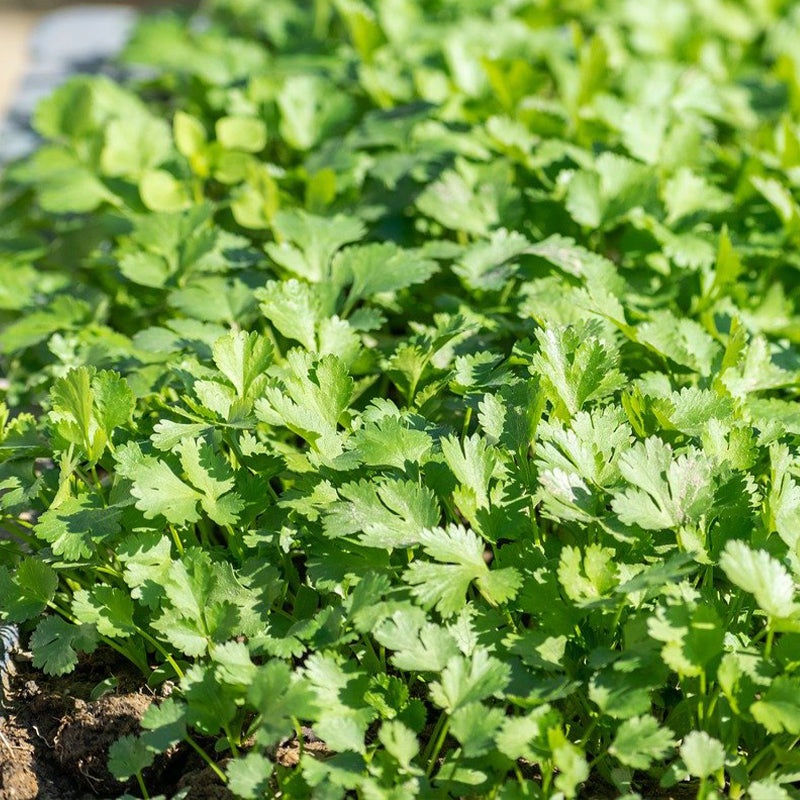 coriander - Gardening Plants And Flowers