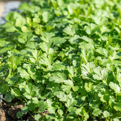 coriander - Gardening Plants And Flowers