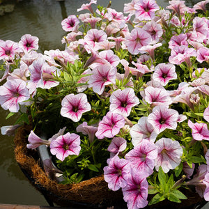 petunia daddy peppermint - Gardening Plants And Flowers