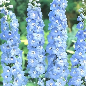 delphinium blue spire - Gardening Plants And Flowers