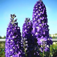 Load image into Gallery viewer, lupine seeds - Gardening Plants And Flowers
