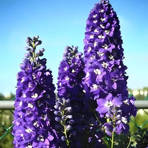 lupine seeds - Gardening Plants And Flowers
