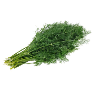dill herb - Gardening Plants And Flowers