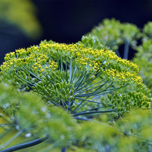 Load image into Gallery viewer, dill seeds - Gardening Plants And Flowers
