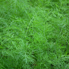 Load image into Gallery viewer, dill herb - Gardening Plants And Flowers