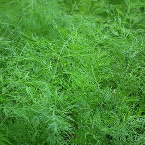 dill herb - Gardening Plants And Flowers