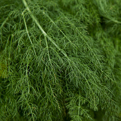 dill plant - Gardening Plants And Flowers