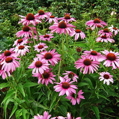 Purple Coneflower Seeds - Echinacea Purpurea