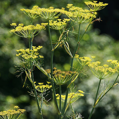 fennel seed for planting Fennel Seeds