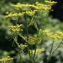 Load image into Gallery viewer, florence fennel seeds - Gardening Plants And Flowers