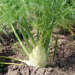 fennel - Gardening Plants And Flowers