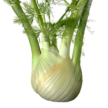 Load image into Gallery viewer, fennel herb - Gardening Plants And Flowers